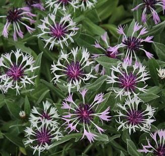 Centaurea montana 'Amethyst in Snow'