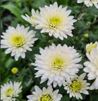 Chrysanthemum 'Bounty Blanc'