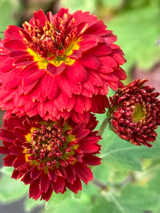 Chrysanthemum 'Jules la Graveur'