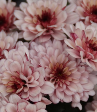Chrysanthemum 'Lagoa Rose'