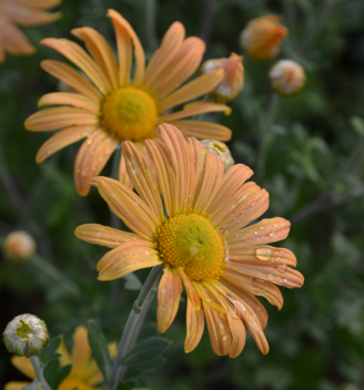 Chrysanthemum rubellum 'Mary Stoker'