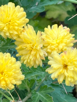 Chrysanthemum x indicum 'Citronella'
