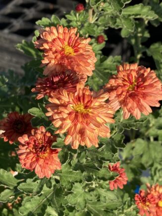 Chrysanthemum x indicum 'Herbstbokat'