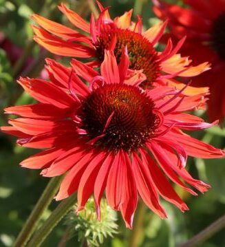 Echinacea 'Hot Lava'