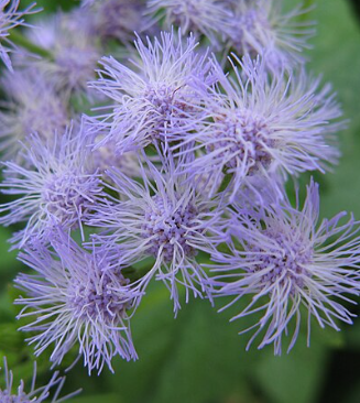 Eupatorium coelestinum