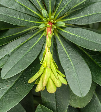 Euphorbia amygdaloïdes var. robbiae