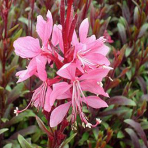 Gaura lindhemeri 'Blaze'