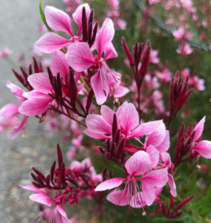 Gaura lindhemeri 'Siskiyou Pink'