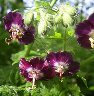 Geranium phaeum 'Samobor'