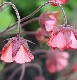 Geum rivale 'Leonard's Variety'
