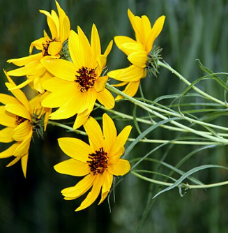 Helianthus salicifolius