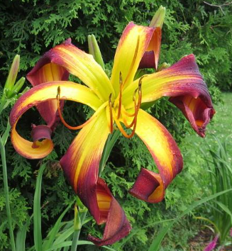 Hemerocallis 'Dancing on Air'