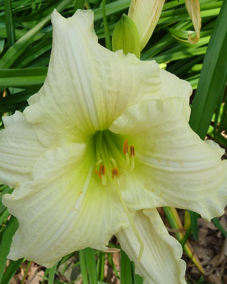 Hemerocallis 'Gentle Shepherd'