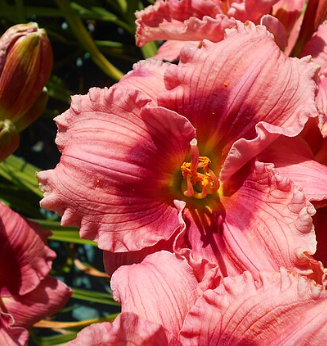 Hemerocallis 'Rosy Returns'