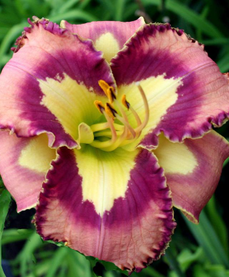 Hemerocallis 'Spacecoast Behaviour Pattern'