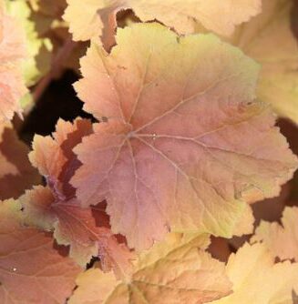 Heuchera 'Apricot'
