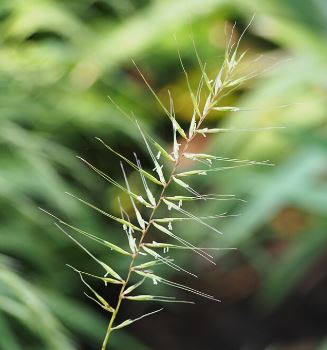 Hystrix patula