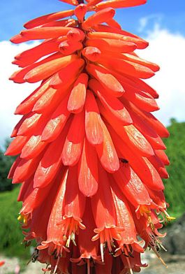 Kniphofia 'Nancy's Red'