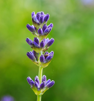 Lavande aspic - Lavandula latifolia
