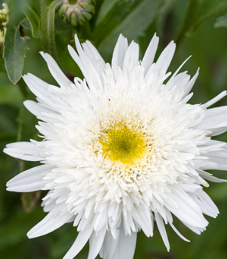 Leucanthemum x superbum 'Christine Hagemann'