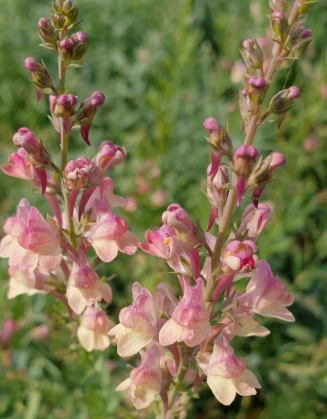 Linaria x purpurea 'Peachy'