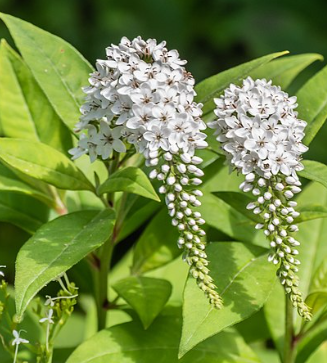 Lysimachia clethroïdes