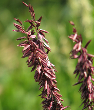 Melica altissima 'Atropurpurea'