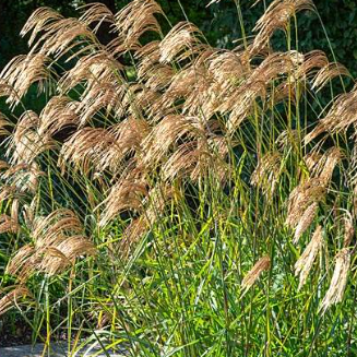 Miscanthus nepalensis