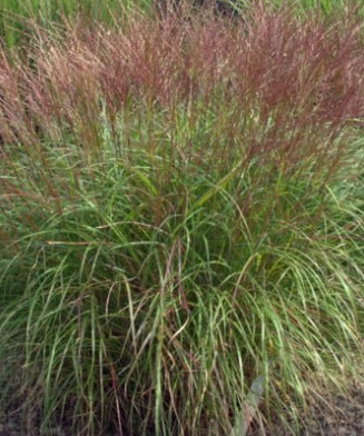 Miscanthus sinensis 'Klein Silberspinne'