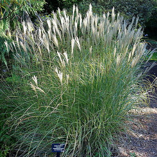 Miscanthus transmorrisonensis