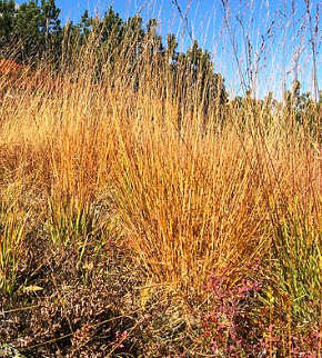 Molinia caerulea 'Heidebraut'