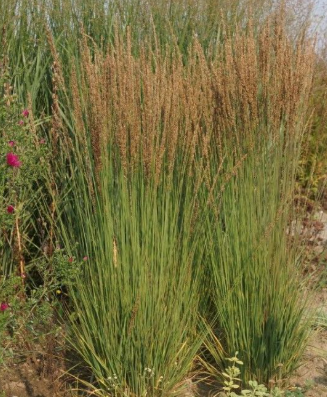Molinia caerulea 'Moorhexe'
