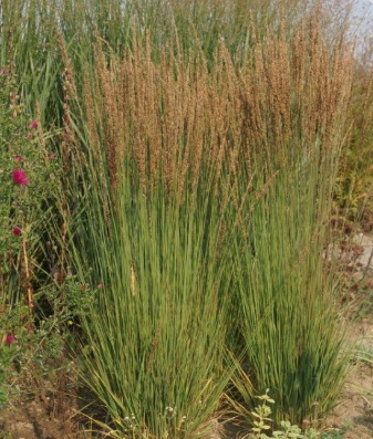 Molinia caerulea 'Moorhexe'