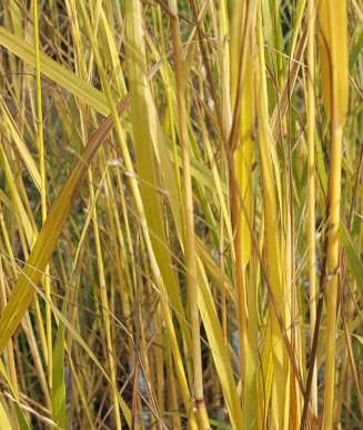 Panicum virgatum 'Diwali'
