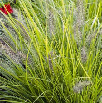 Pennisetum alop. 'Hameln Gold'