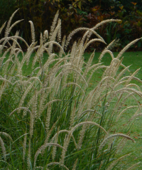 Pennisetum orientalis 'Fairy Tails'