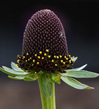 Rudbeckia occidentalis