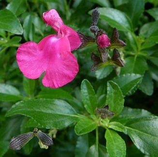 Salvia microphylla 'Cerro Potosi'