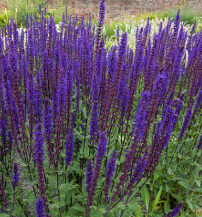 Salvia nemerosa 'Caradonna'