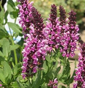 Salvia nemerosa 'Rose Queen'