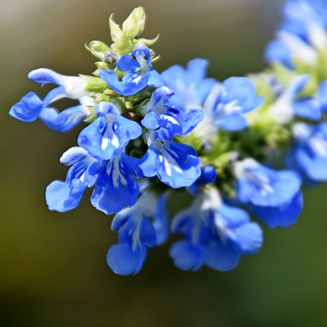 Salvia uliginosa