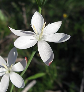 Schisostylis coccinea 'Alba'