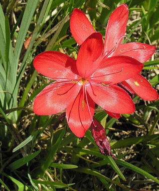 Schizostylis coccinea