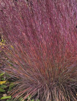 Schizachyrium scoparium 'Red Frost'