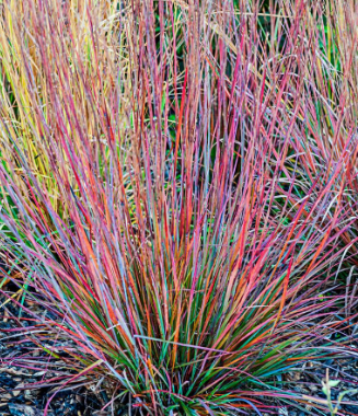 Schizachyrium scoparium 'Standing Ovation'