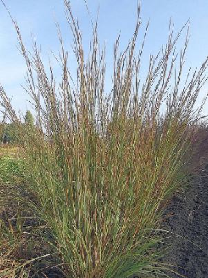 Schizachyrium scoparium 'Tall Chief'