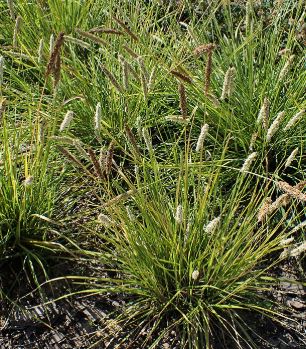 Sesleria argentea