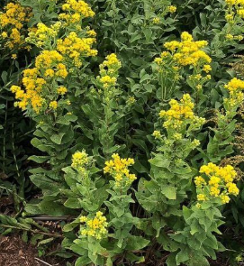 Solidago rigida var. Humilis