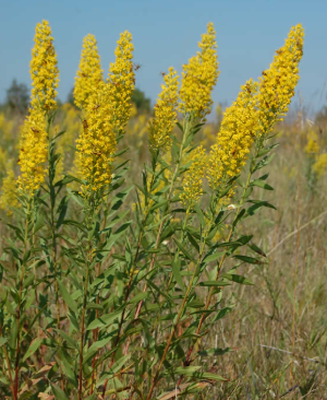 Solidago speciosa