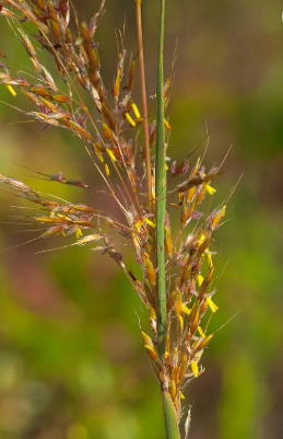 Sorghastrum nutans